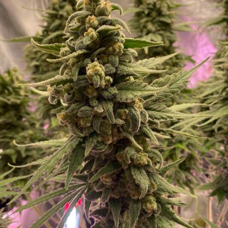 La Kush Cake
