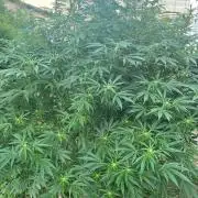 Perma Outdoor