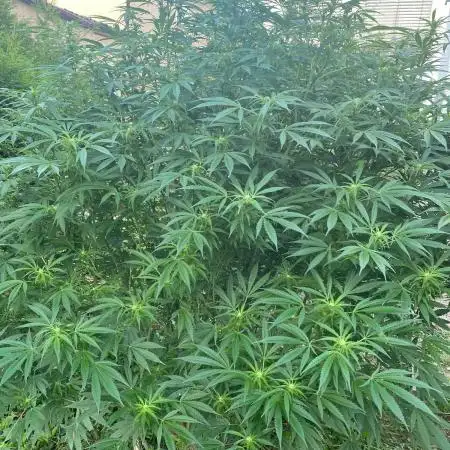 Perma Outdoor