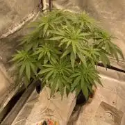 La Kush Cake