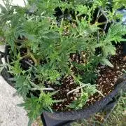 Frostys purple Freak cut