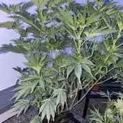 Bananaconda