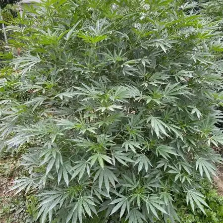 Perma Outdoor