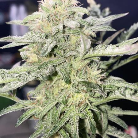 Frostys Freak goes Purple in the Contest