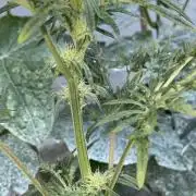 Frostys Freak goes Purple in the Contest