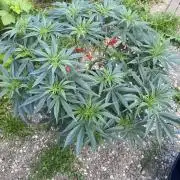 Perma Outdoor