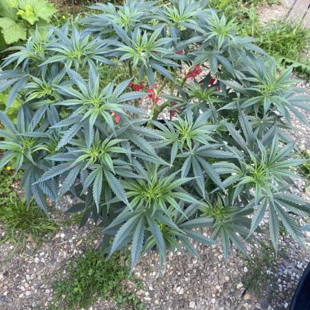 Perma Outdoor
