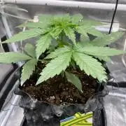 Runtz f1 in a cube