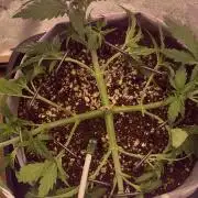 Lemon 🥧