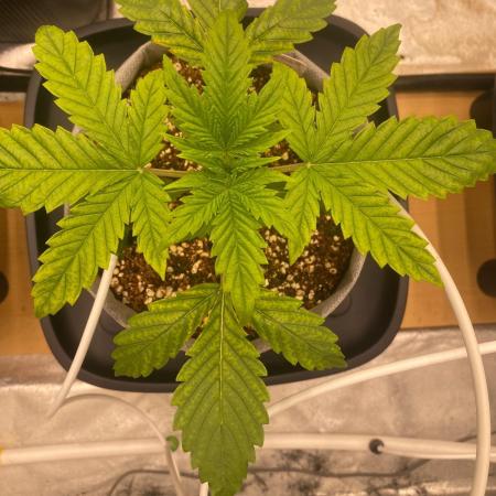 Purple Lemon but the new one RF3