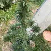 Runtz f1 in a cube