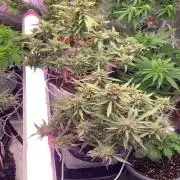 New Strain v3