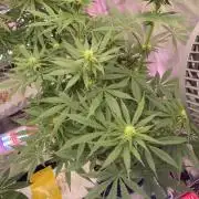 La Kush Cake