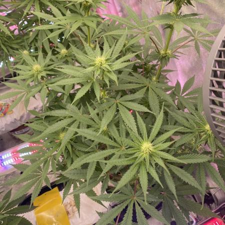 La Kush Cake