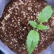 Lemon 🥧