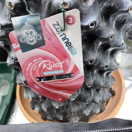 Runtz f1 in a cube