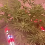 Super Boof by someone other