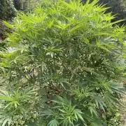 Perma Outdoor