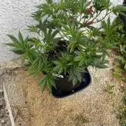 Bananaconda