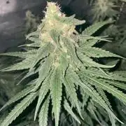 La Kush Cake