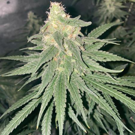 La Kush Cake