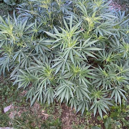 Perma Outdoor