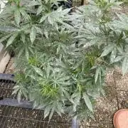 Test grow