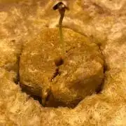 Aladdin’s kush