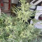 Frostys Freak goes Purple in the Contest