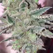 Super Boof by someone other