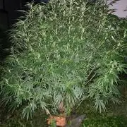 Perma Outdoor