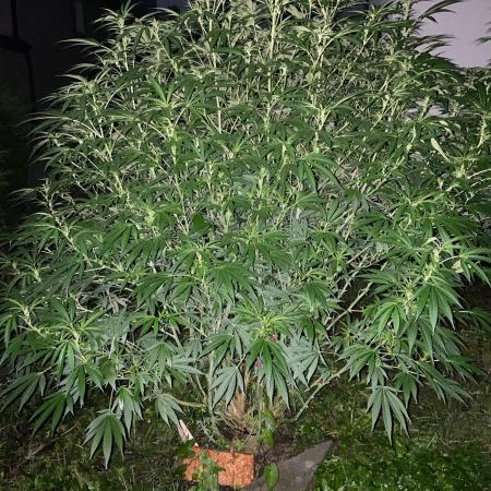 Perma Outdoor