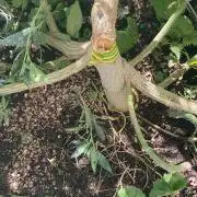 Dante’s Inferno Outdoor 2026