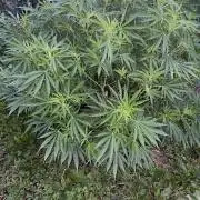 Perma Outdoor