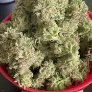 Frostys Freak goes Purple in the Contest