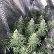 La Kush Cake
