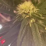La Kush Cake