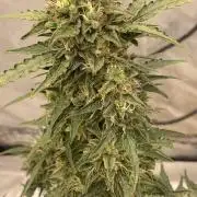 Last few weeks of a forgotten plant