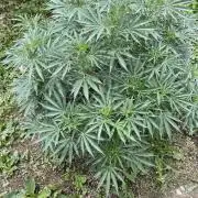Perma Outdoor