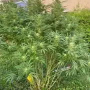 Perma Outdoor
