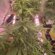 Super Boof XL Auto