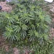 Dante’s Inferno Outdoor 2026