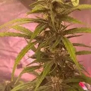 Purple Lemon but the new one RF3