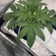 La Kush Cake
