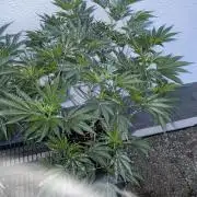 Bananaconda