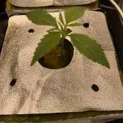 La Kush Cake