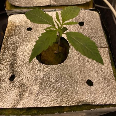 La Kush Cake