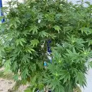 Bananaconda