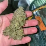 HFCS Studio54 Stardust