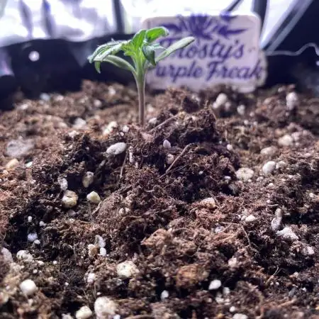 Frostys Freak goes Purple